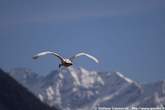 20060404_155534 Cigno in volo.jpg